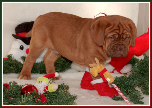 kerst pup16.jpg